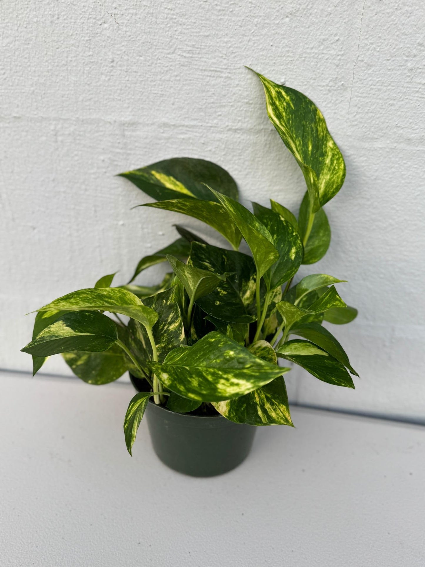PLANTVERS Golden Pothos in a 6" Grow Pot | Epipremnum Aureum | Devil’s Ivy Indoor Vine | Air Purifying Plant | Low Maintenance & Easy Care Indoor Plant | Tropical Vining Plant | Trailing Houseplant