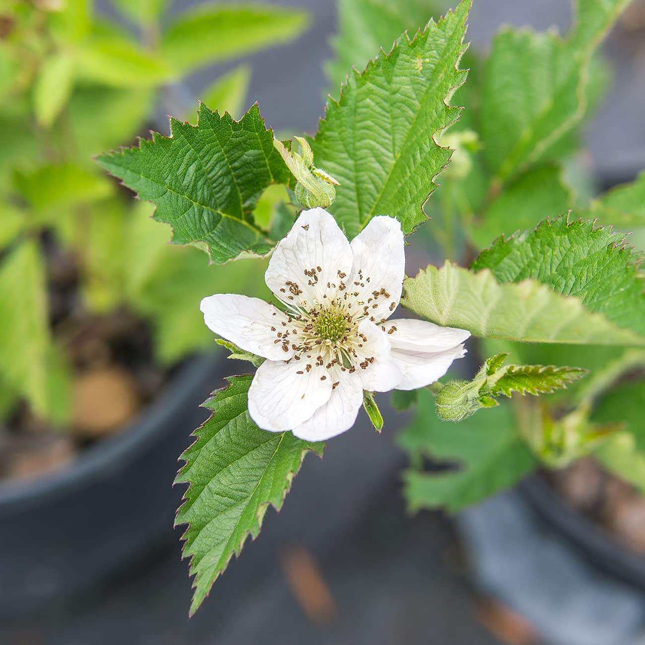 Perfect Plants Ouachita Thornless BlackBerry Bush 1 Gal. Pot Extremely Hardy Large Sweet Berries