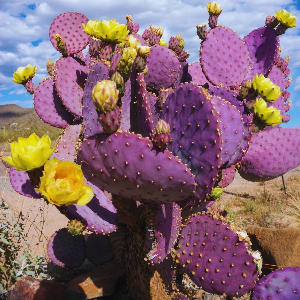 Purple Prickly Pear Cactus Plant Live Potted, 3-5 Inch Tall, Prickly Cactus Live Plant Indoor Outdoor