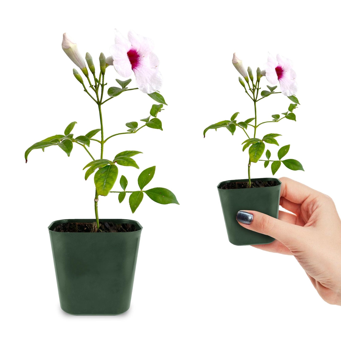 My Shelfie - Pink Bower Flower Vine, Pink Plant Vine for Trellises, Railings, Balconies, and More, 5-6 Inches Tall Live Plants in 2-Inch Pot, Outdoor Plant for USDA Zones 9-11