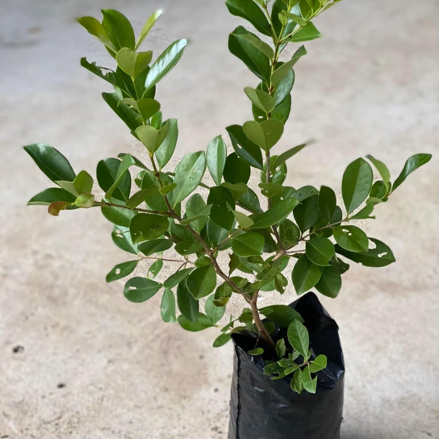 Strawberry Guava Tree Tropical Fruit Tree (Psidium littorale VAR. lucidum) 2'-3’ feet