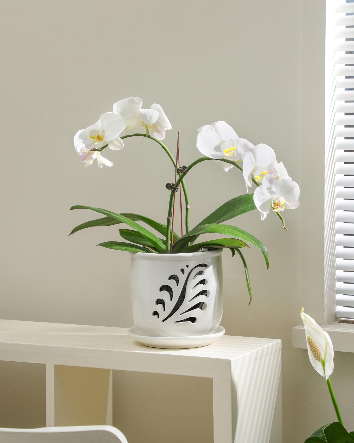 Fayoula Ceramic Orchid Pot, 6 Inch Orchid Pots with Holes and Saucer for Indoor/Outdoor Plants Drainage & Air Circulation, White Orchid Planter for Repotting or New Plants