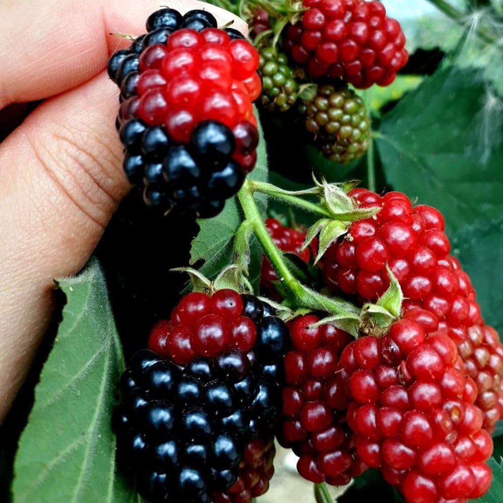 Set 2 Boysenberry Live Plant, 4-7 Inches Tall, Hardy Berry Bush, Berry Fruit Plants Live for Planting in Garden