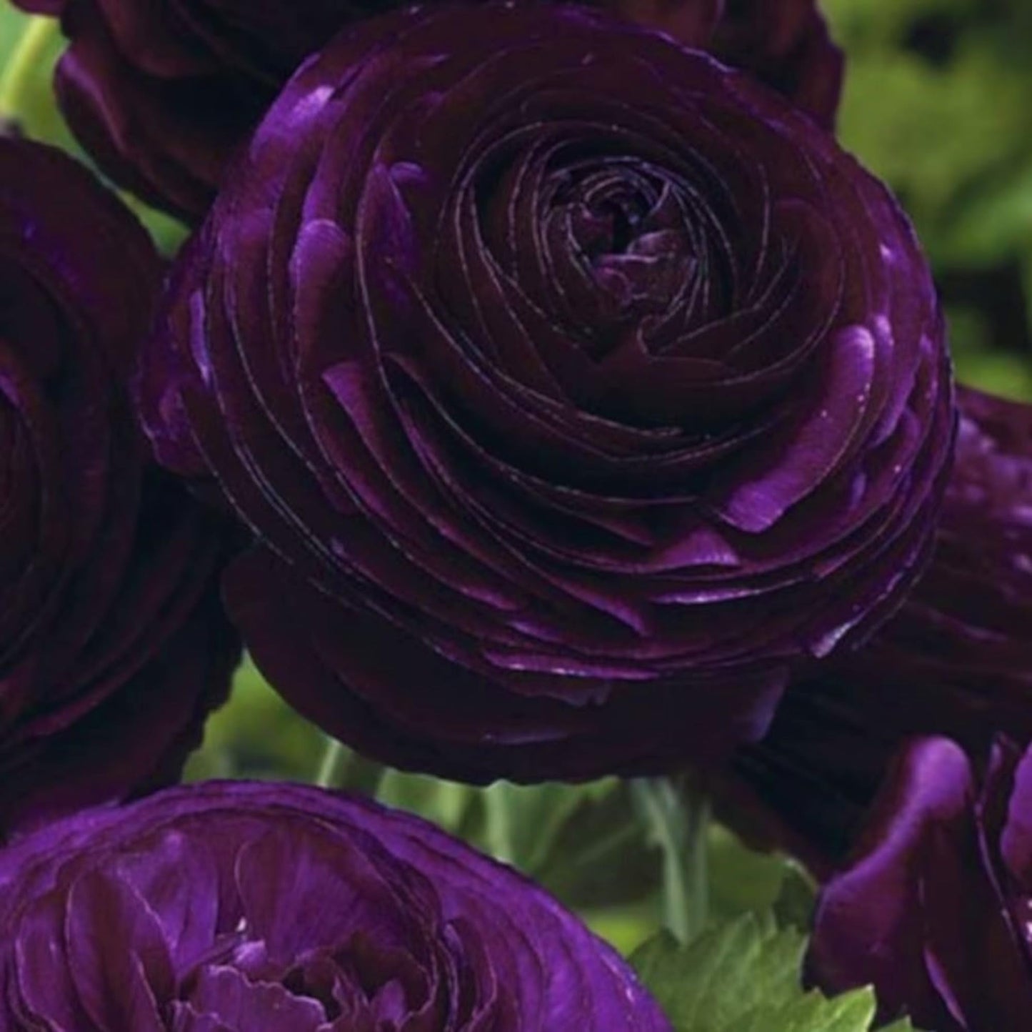 Ranunculus Bulbs for Planting - Ranunculus Flower Seeds - 25 Purple Shade Ranunculus Corms for Planting - Ranunculus Peonies Bulbs for Planting - Easy to Grow - 25 Bulbs per Pack, Purple Flowers