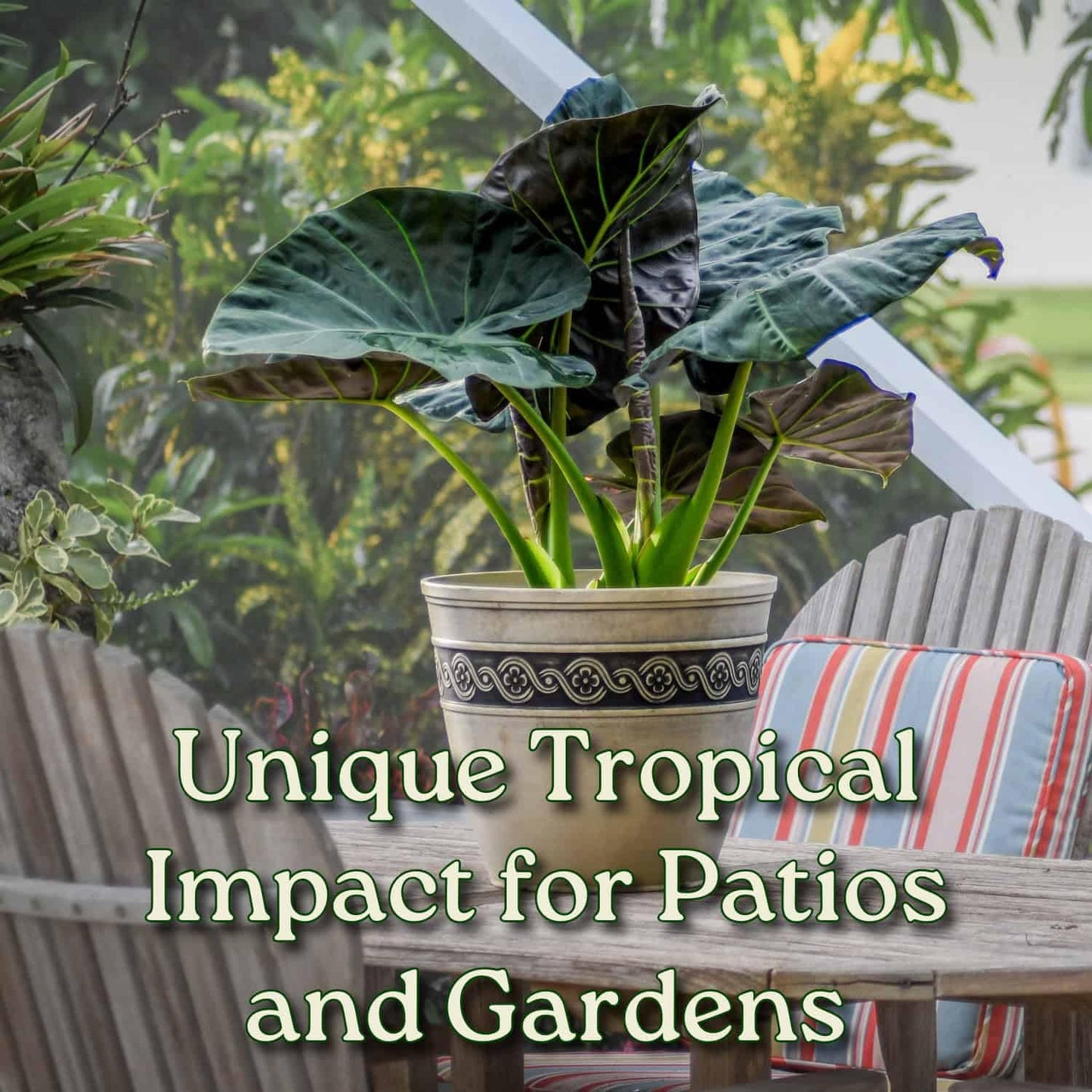 Tropical Plants of Florida Alocasia Regal Shields Live Plant 3 Gallon 10 Inch Nursery Pot, 26 to 32 Inch Tall Elephant Ear with Dark Green and Purple Foliage