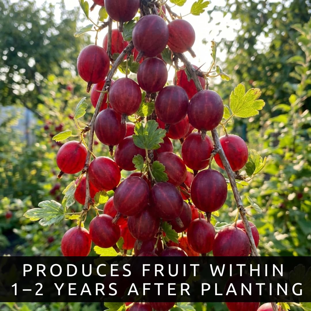 2 Red Gooseberry Bush Live Plants – Edible Fruit Shrubs for Planting, Sweet-Tart Berries, Hardy Outdoor Garden Plants, Cold Tolerant, Backyard Orchard, Full Sun to Partial Shade (2 Plants)