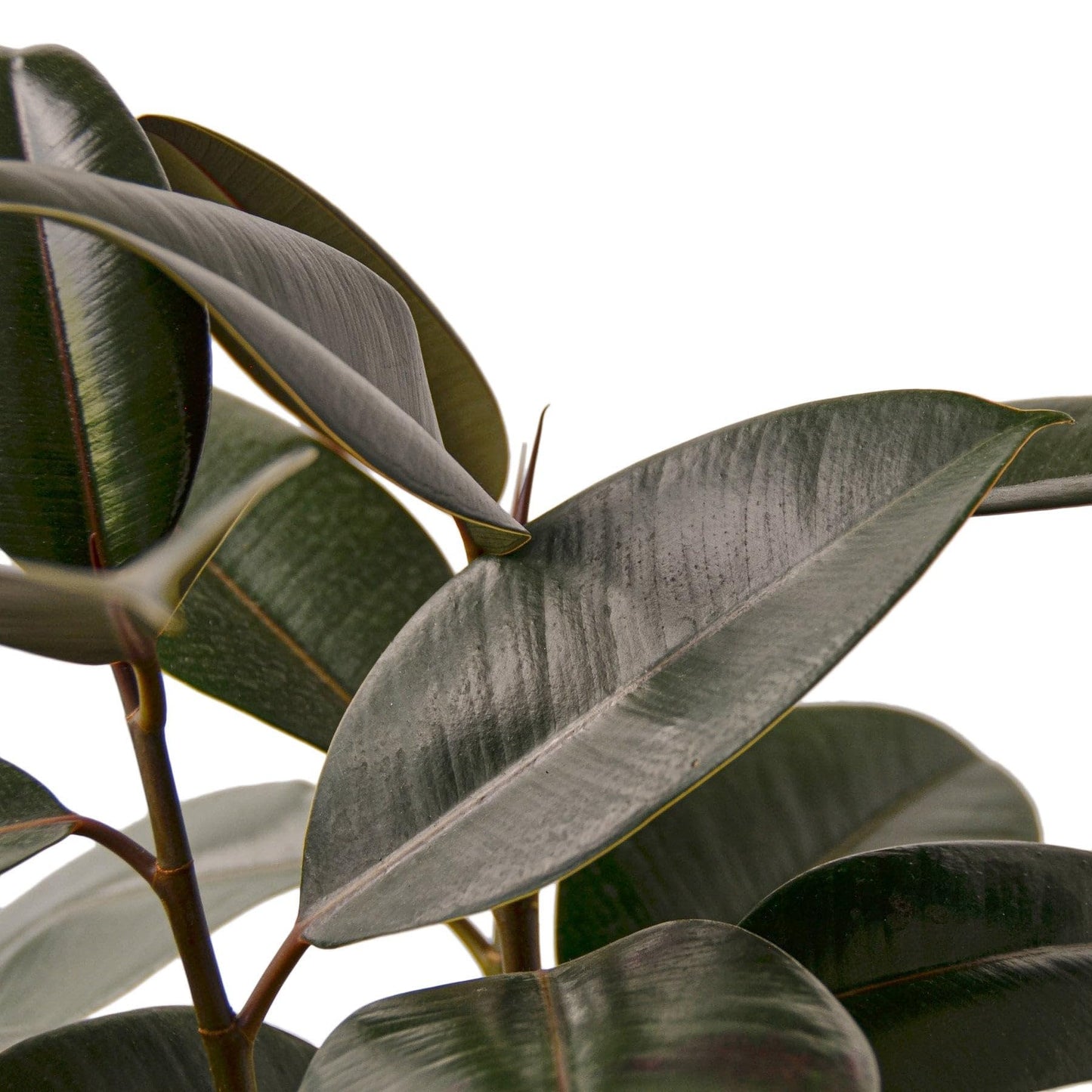3 Pack Ficus Elastica 'Burgundy' in 6in Pot - Live Plants Tropical Houseplants | Variegated | USA Growers | The Snobby Leaf