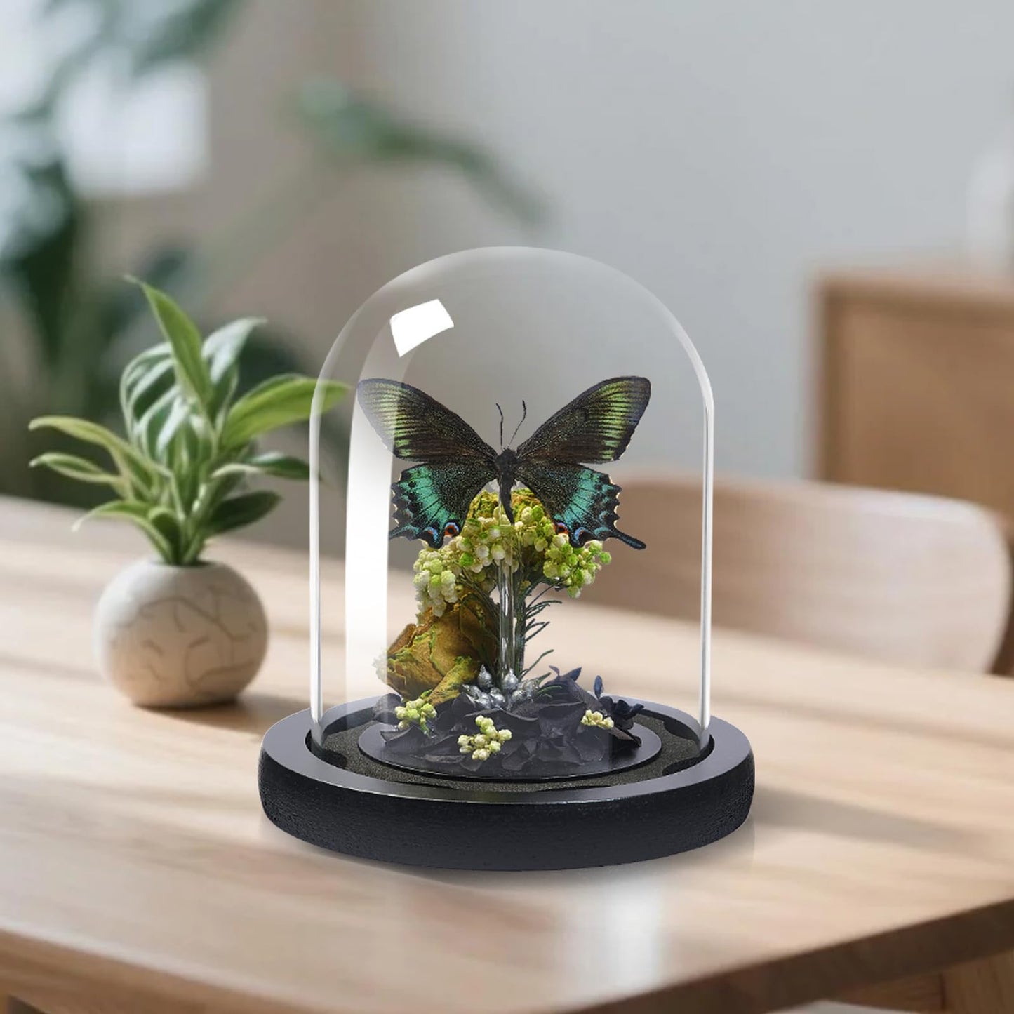 GDBEH Handmade Butterfly Specimen Boxes Glass Cover Ornaments, Dried Flowers, Plants, Holiday Decorations Birthday Gift for Women (Green-Banded Queen Butterfly)