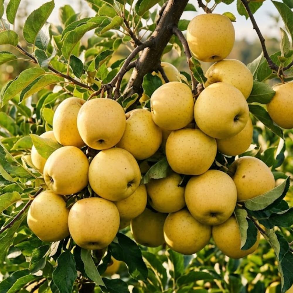 Apple Trees Live Plant, Golden Delicious Apple Tree in 3 Gallon Pot, Sweet Fruit Tree from 2 to 3 Feet Tall, Ready for Outdoor Garden, No Ship to CA