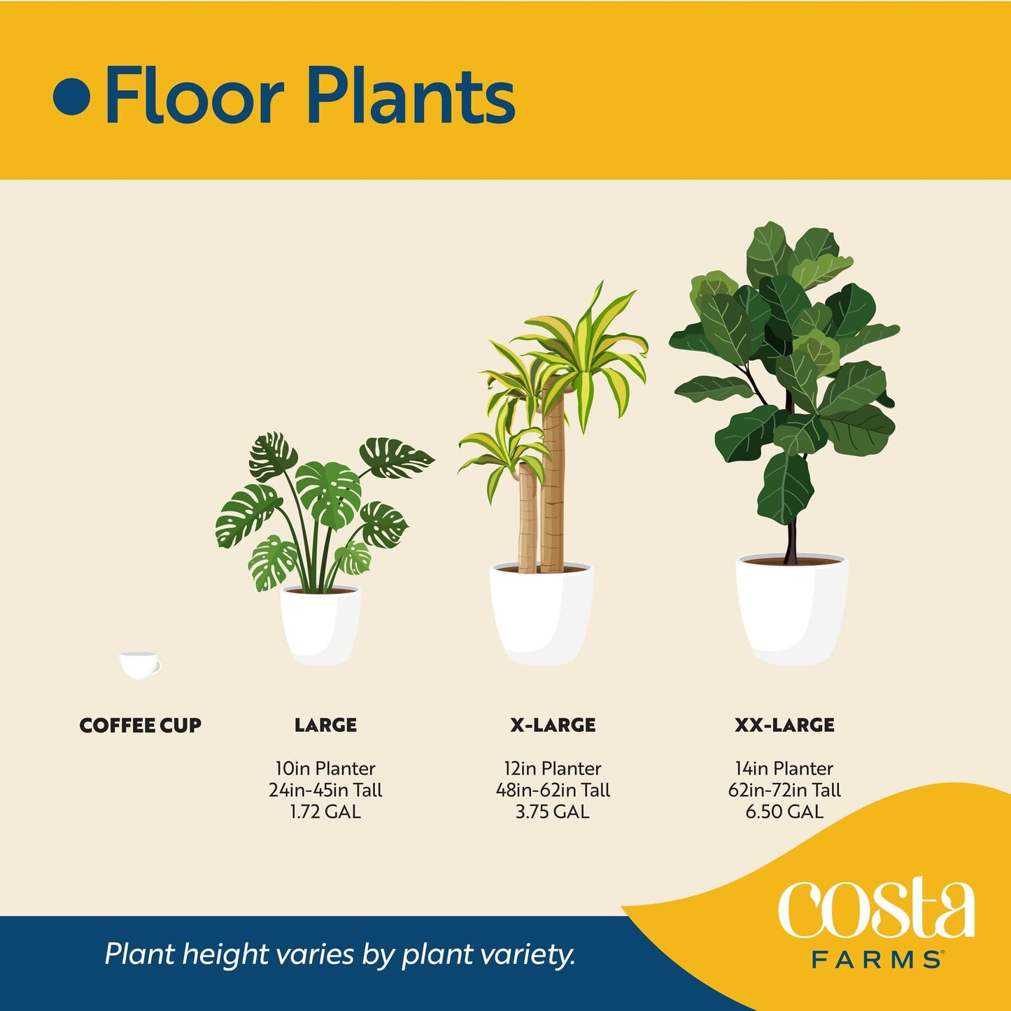 Costa Farms Fiddle Leaf Fig, Live Indoor Plant Ficus Lyrata in Modern Plant Pot, Air Purifying Live Houseplant, Housewarming Gift, Birthday, Room, Home and Office Decor, 2-3 Feet Tall