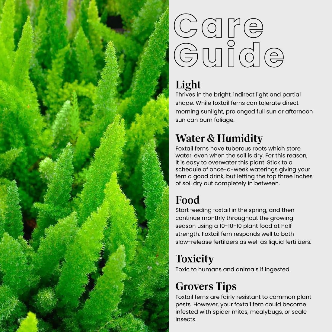 American Plant Exchange Foxtail Fern – 6-Inch Pot – Live Easy Care Tropical Plant with Arching Needle-Like Foliage for Indoor Décor, Patios, Containers, Hanging Baskets & Garden Landscapes