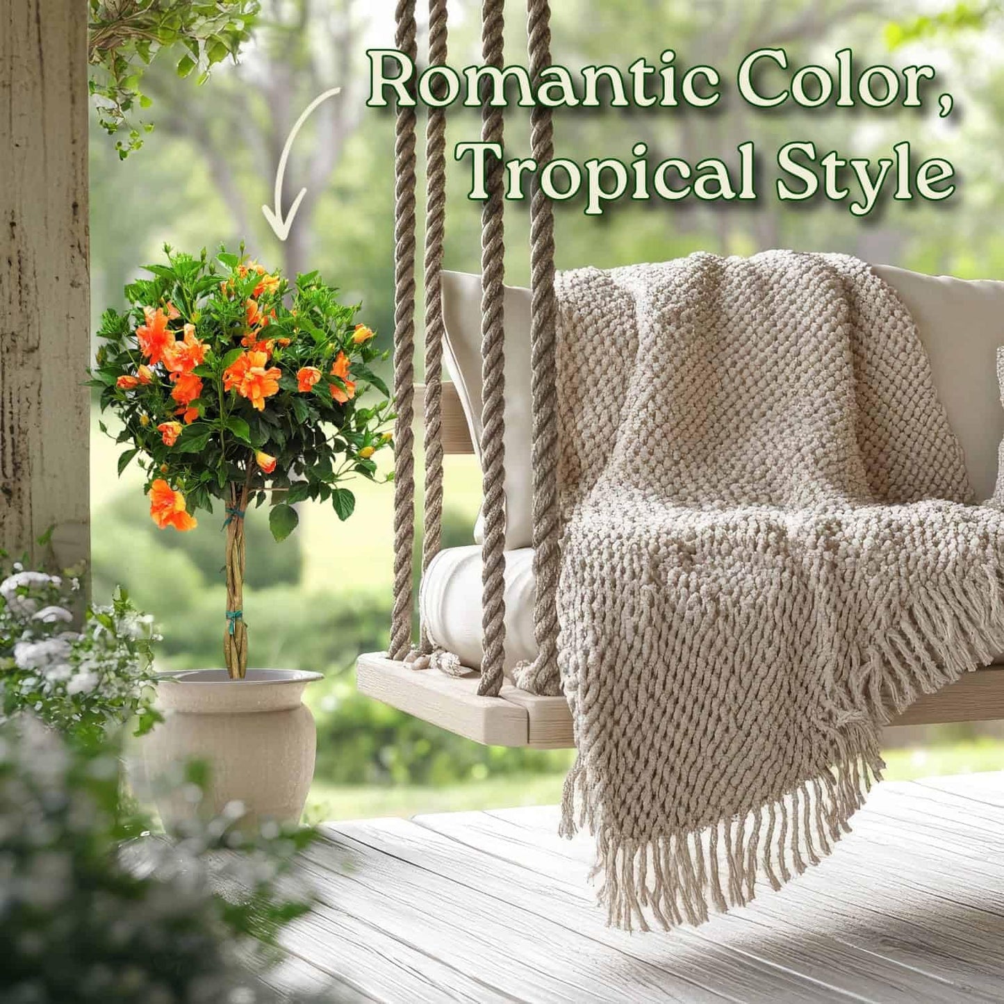 Braided Live Hibiscus Tree - Double Peach Flower - Tropical Plants of Florida - Overall Height 38" to 44" (Plant Only)