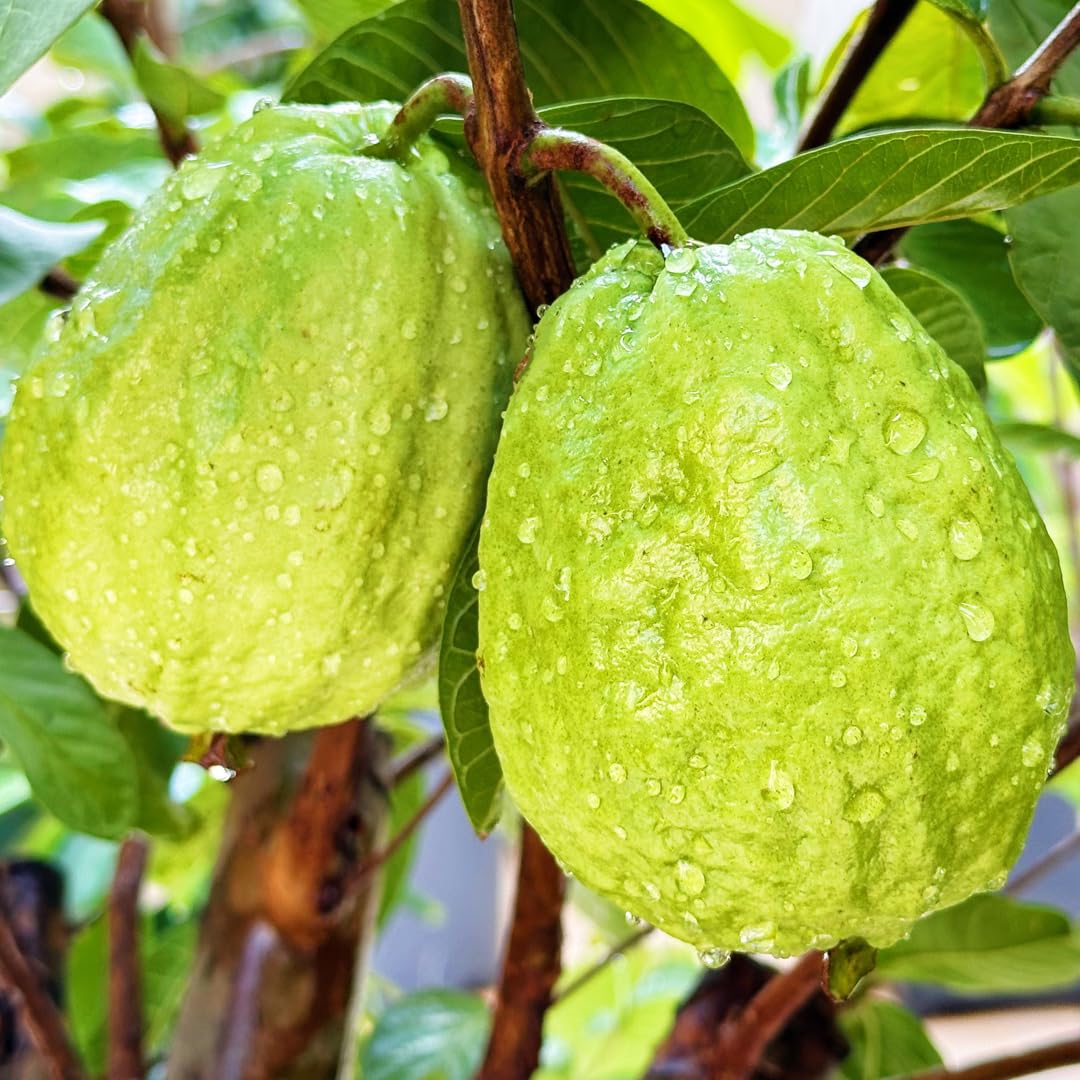 Mixrug Dwarf Guava Seeds for Planting Outdoor, 15pcs Guava Tree Fruits Seeds Non-GMO Heirloom Sweet Edible Fruit, Sweet Juicy Fruits Plants in Your Home Garden