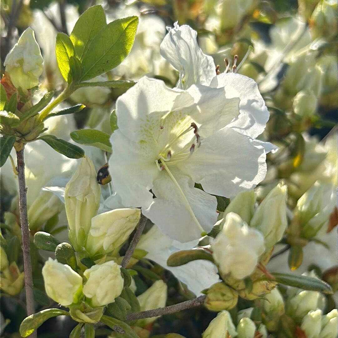 Azalea Pleasant White, 3 Gallon, Low Growing Evergreen Shrub, Part Sun, White Blooms