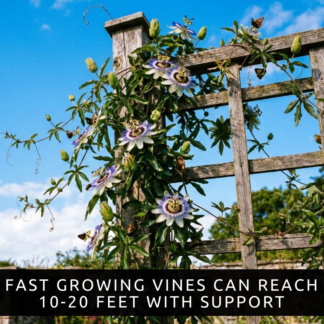 Passion Flower Seeds 50+ Pack Grow Exotic Passion Vine Climbing Flowers for Trellis Fence or Containers Bonsai Option Fast Growing Ornamental Garden Plant
