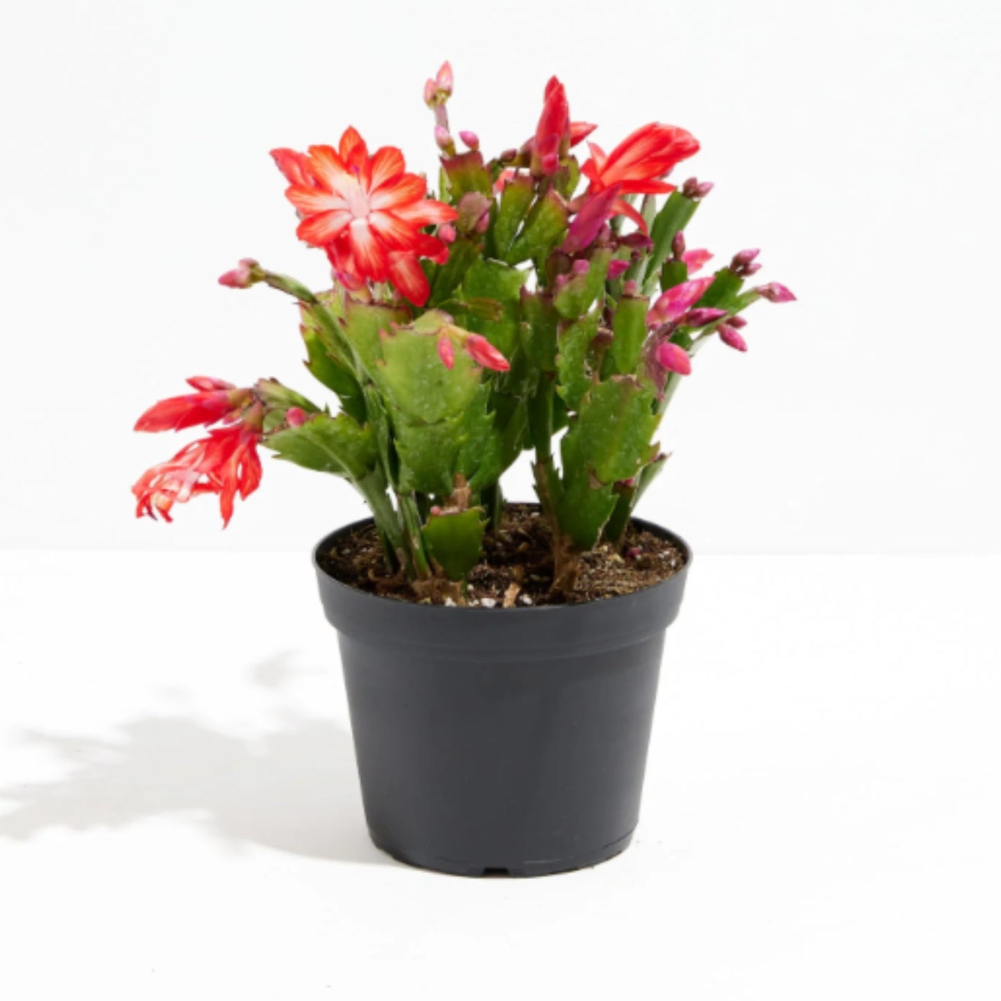 Christmas Cactus Plant Live - Perfect Holiday Decor, Thanksgiving Table Decorations, Christmas Room Decor - Rooted Indoor Live Plant (8" Height) (Heat Pack Included)