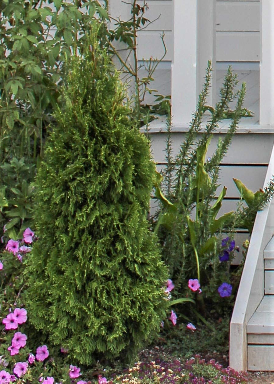 Emerald Green Arborvitae (2.5 Quart) Evergreen Shrub/Tree with Green Foliage - Full Sun to Part Shade Live Outdoor Plant