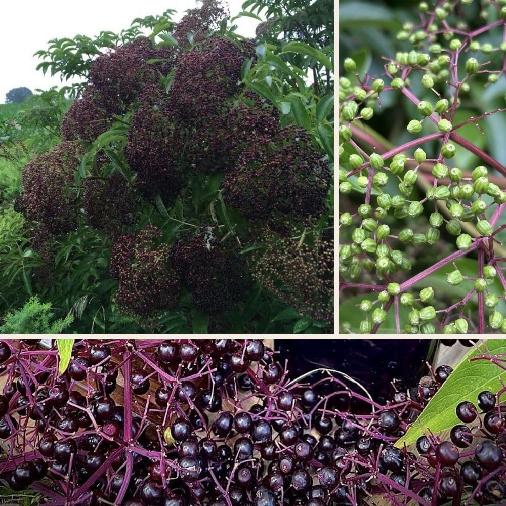 Black Elderberry Plants Live, 2-3ft Tall, Black Elderberry Bush Shrub for Outdoor Planting, Perennial Berry Fruit Trees