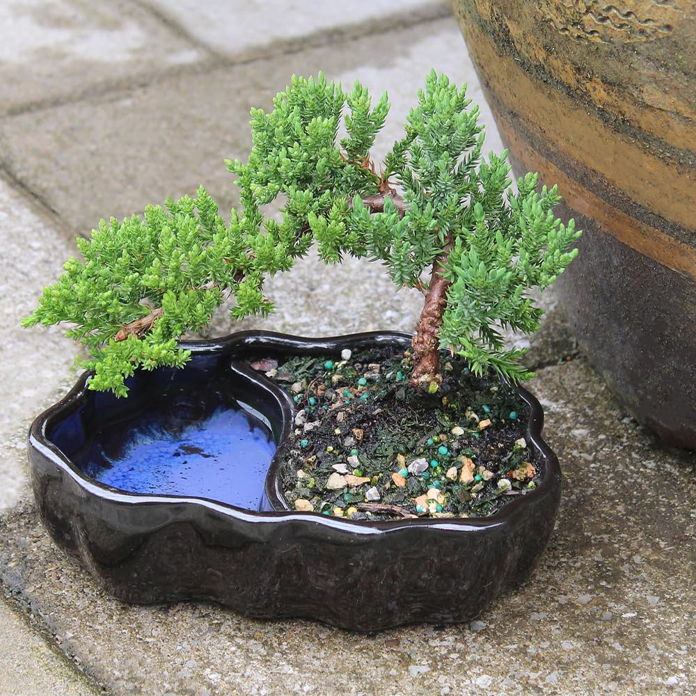 Brussel's Bonsai - Live Green Mound Juniper Bonsai Tree in Zen Reflections Pot, Outdoor Bonsai Tree Live Plant, 3 Years Old, 6-8 Inches Tall, Easy Care Bonsai for Patio Garden (Small)