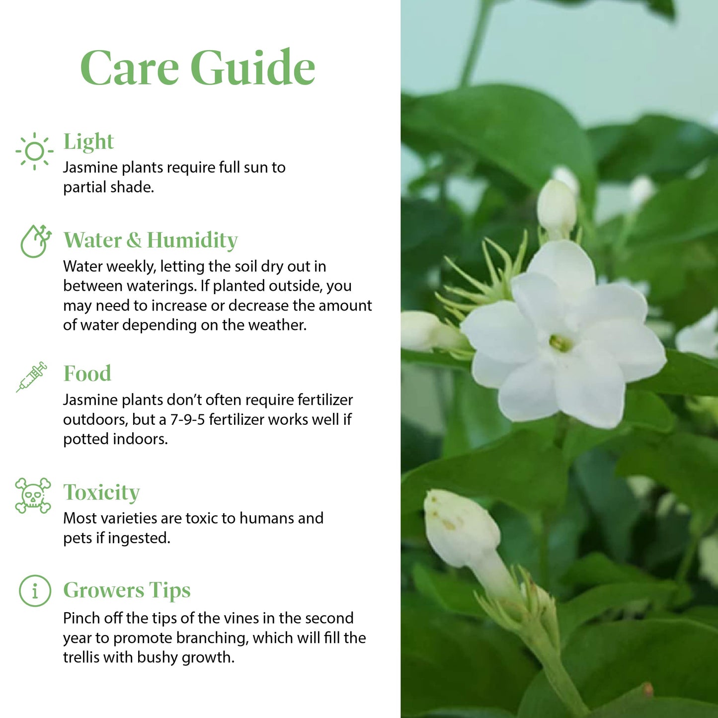 American Plant Exchange Sambac Jasmine, Live Plant in 6" Pot, Fragrant White Blooms, Evergreen Foliage, Ideal for Gardens and Indoor Aromatherapy