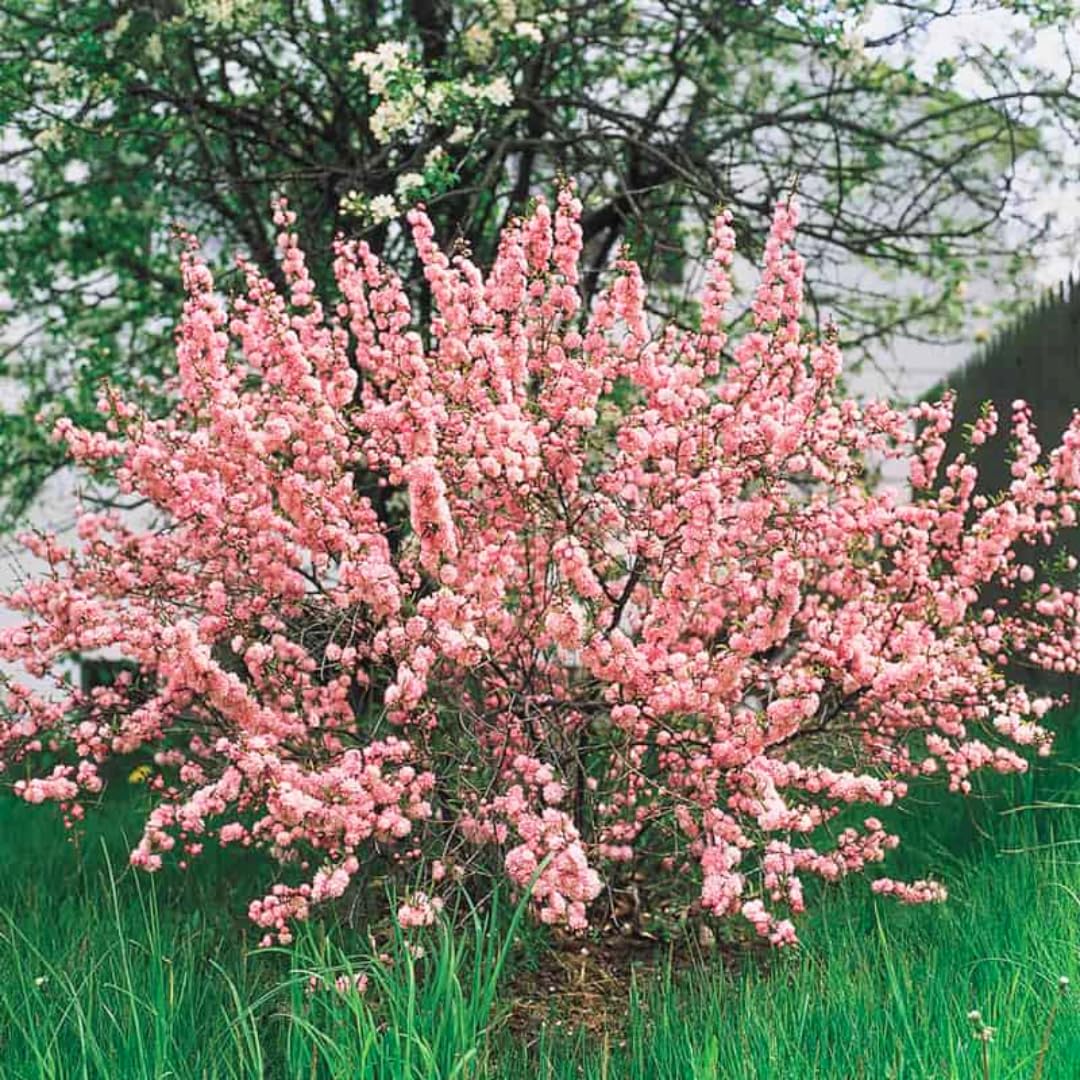 Flowering Almond Shrubs Trees Live Plants in Pot, Well-Rooted Fragrant Flowering Plum Bushes, 8-12 Inches Tall, Ornamental Tree for Outdoor Planting