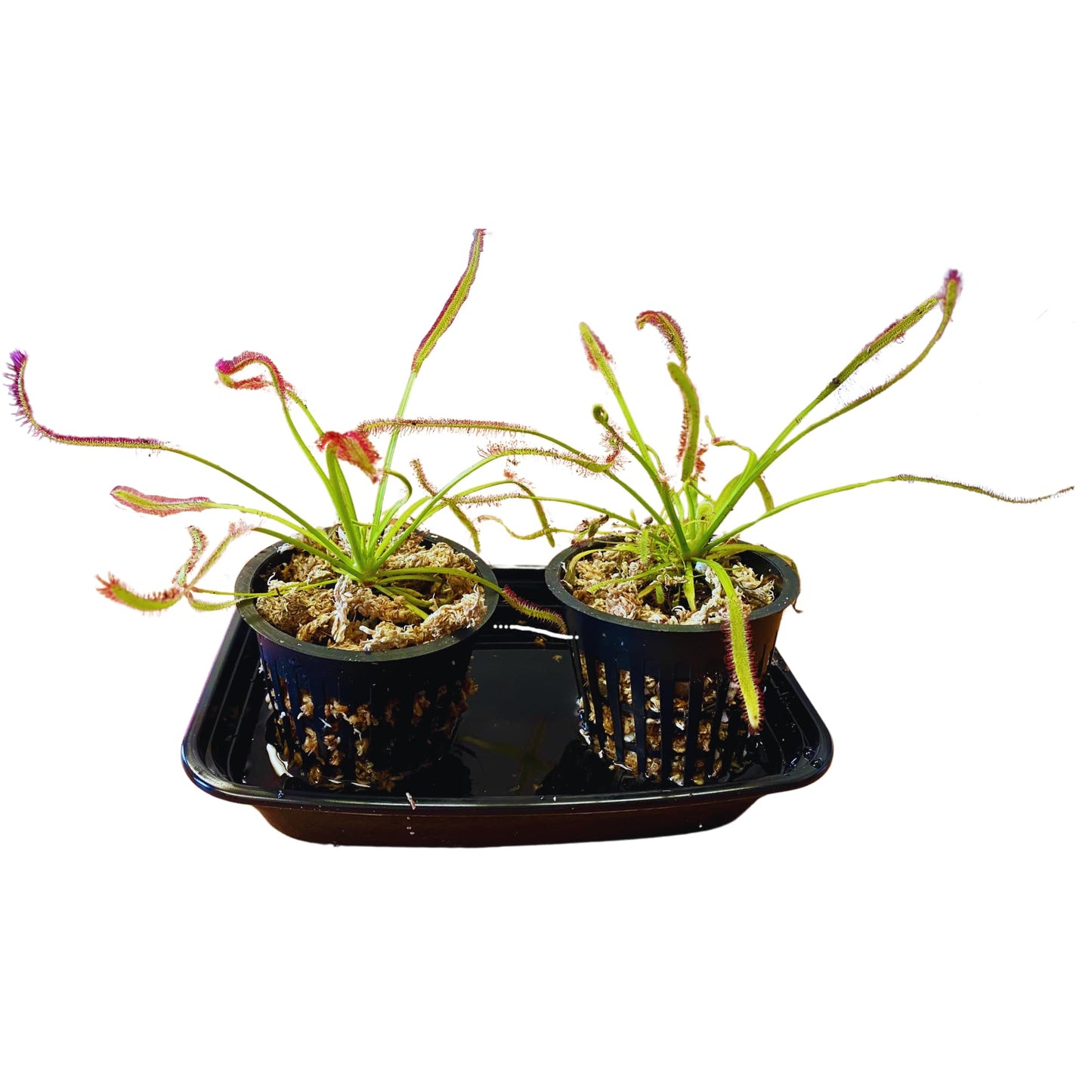 Set of 2 Cape Sundews | Drosera Capensis Live Carnivorous Plants | Includes 2 Plants, 2 Pots, Long Fiber Sphagnum Moss, and Water Tray | Live Sundews