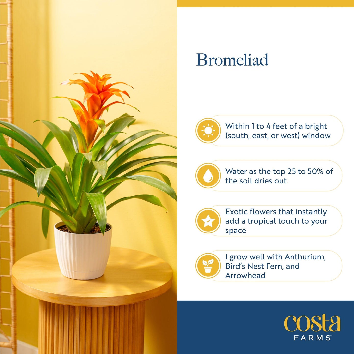 Costa Farms Bromeliad Live Plant in Decorative Pot, Flowering Indoor Houseplant, Perfect for Home, Room, or Office Decor, Great House Warming or Birthday Gift, 16-20 Inches Tall