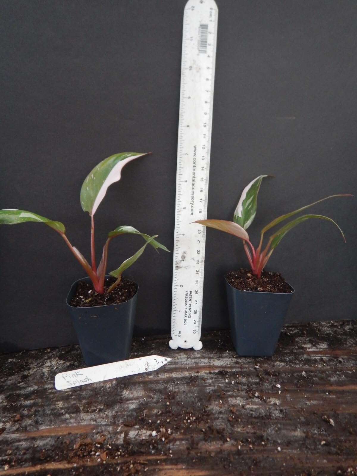 Live Plant - Pink PRINCESSVariegated Philodendron Small Rooted Starter Plant
