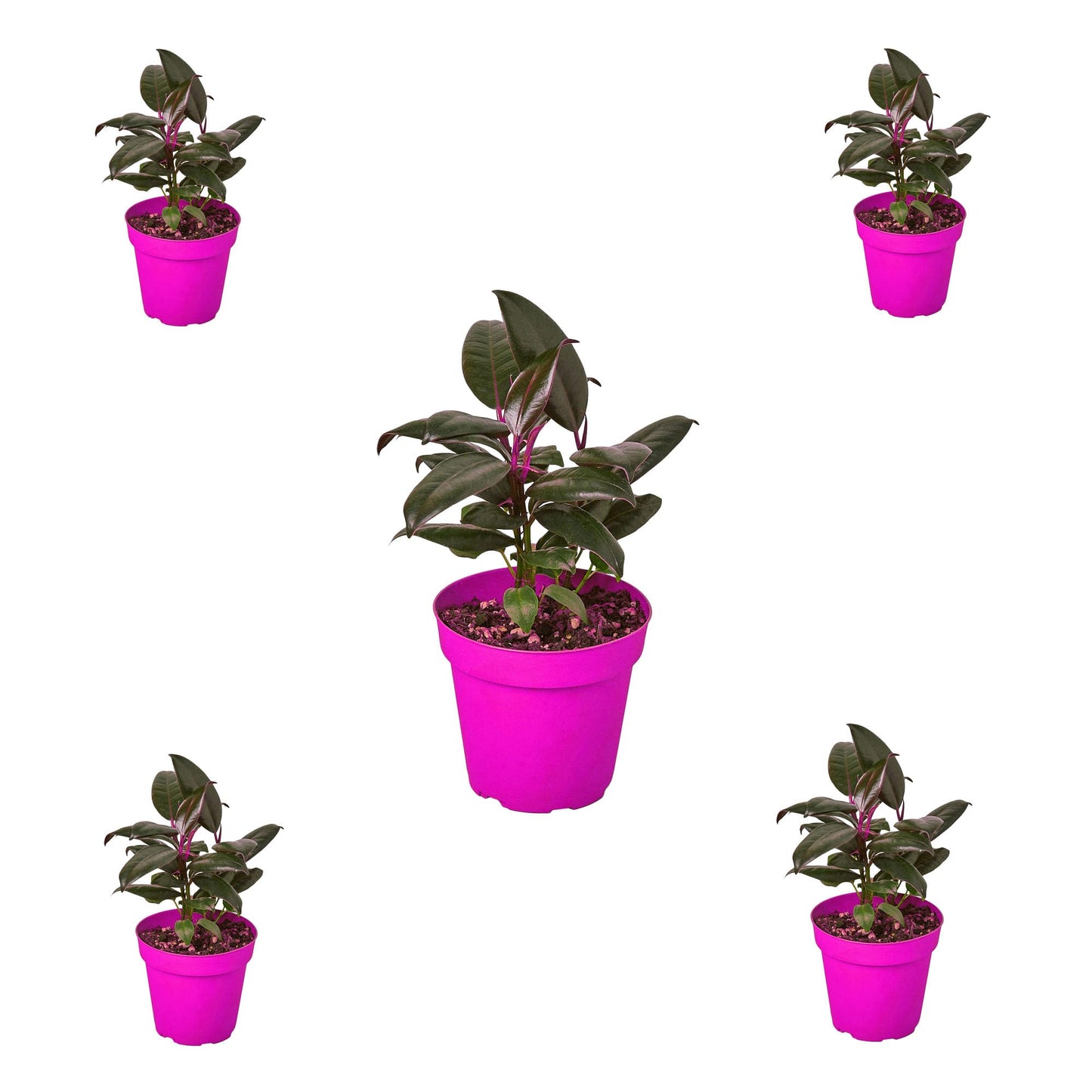 5 Pack Ficus Elastica 'Burgundy' in 6in Pot - Live Plants Tropical Houseplants | Variegated | USA Growers | The Snobby Leaf