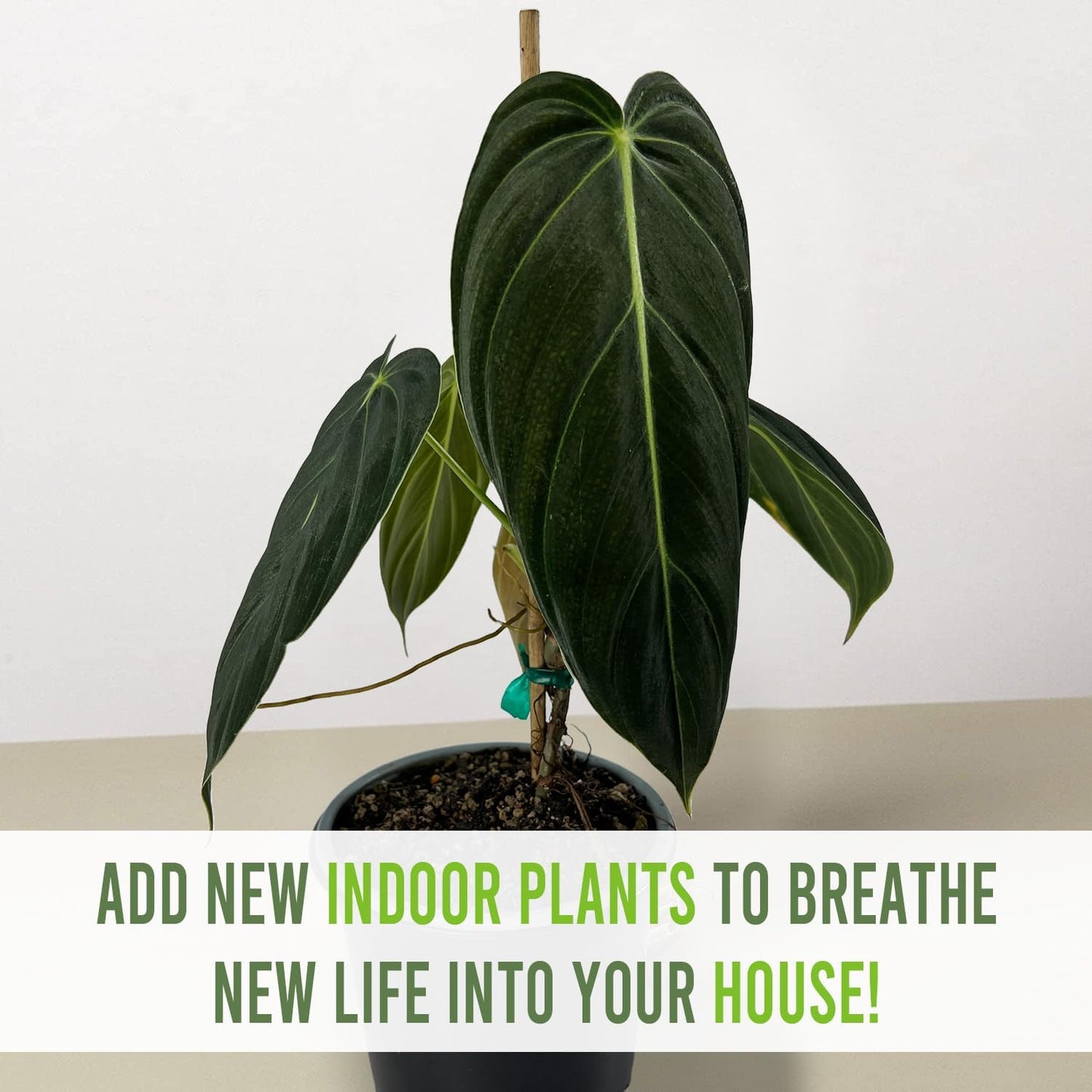 LEAL PLANTS ECUADOR Philodendron Melanochrysum|Exotic Indoor Houseplant for Living Room | Live Philodendron Plant |Beautiful Dark Melanochrysum for Home Decor