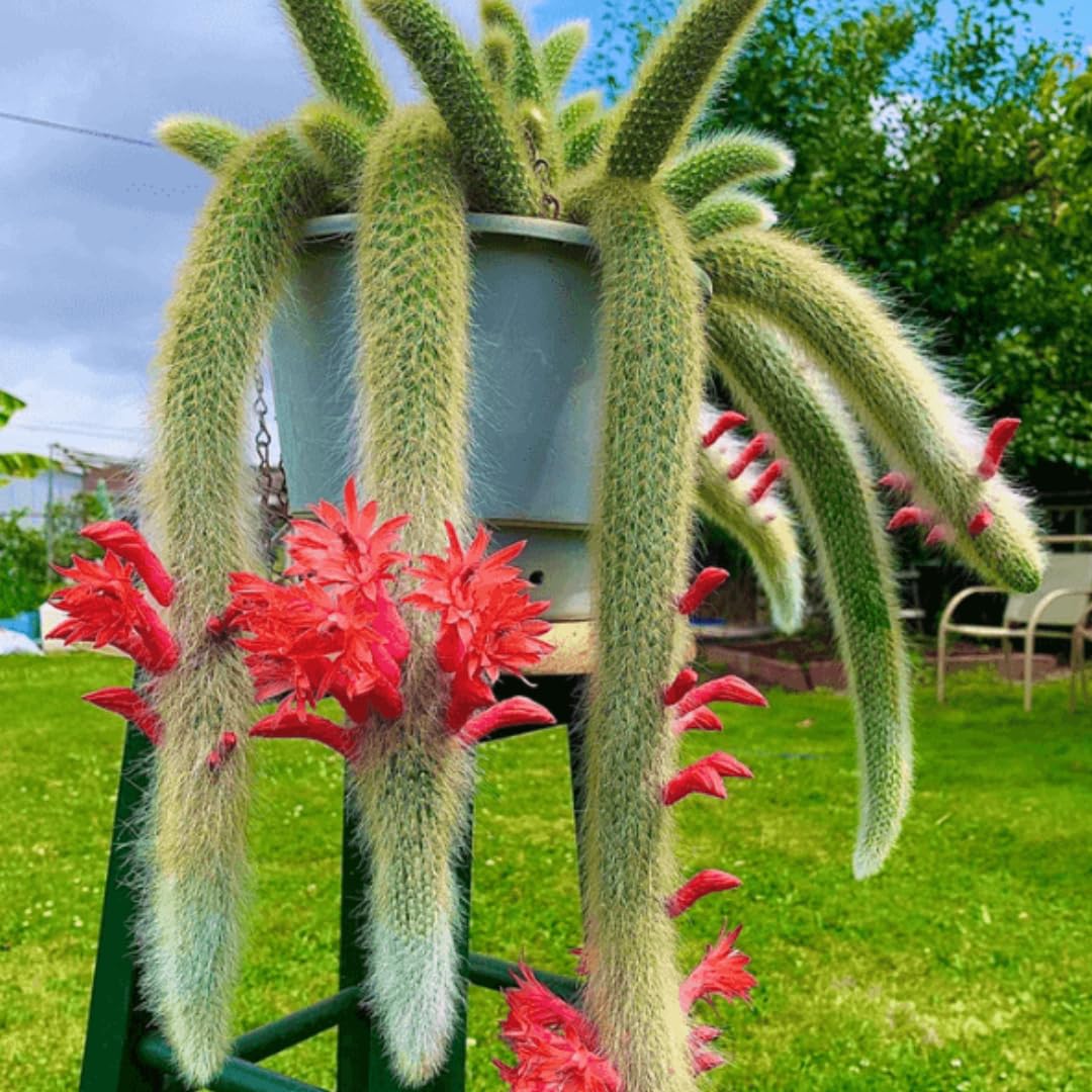Trailing Monkey Tail Cactus Live Plant, Monkeys Tails Cactus for Hanging Basket, Size Starter in 2" Pot, Rare Succulent for Planting