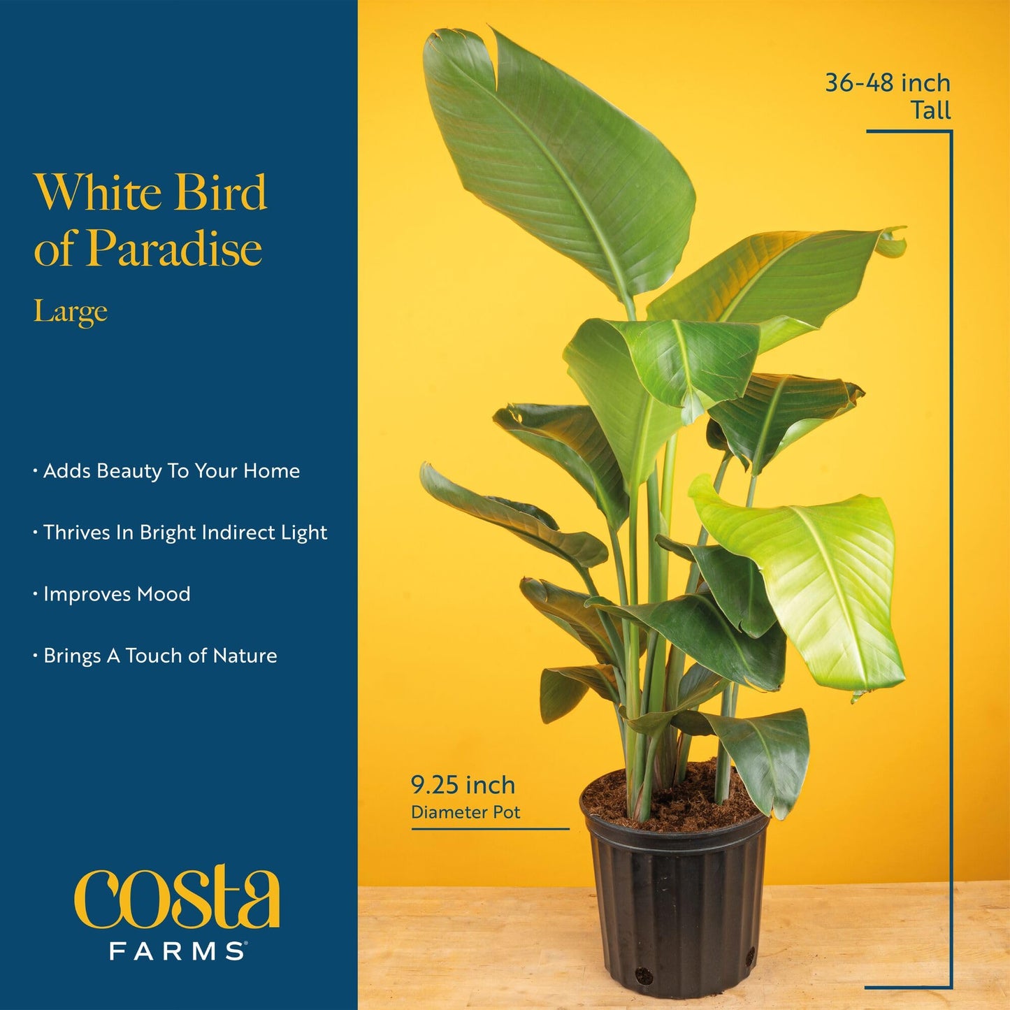 Costa Farms White Bird of Paradise & Money Tree Live Plants in Decorative Pots, Large Indoor Houseplants, Home, Room, or Office Decor, House Warming or Birthday Gift, 3-4 Feet, Pack of 2