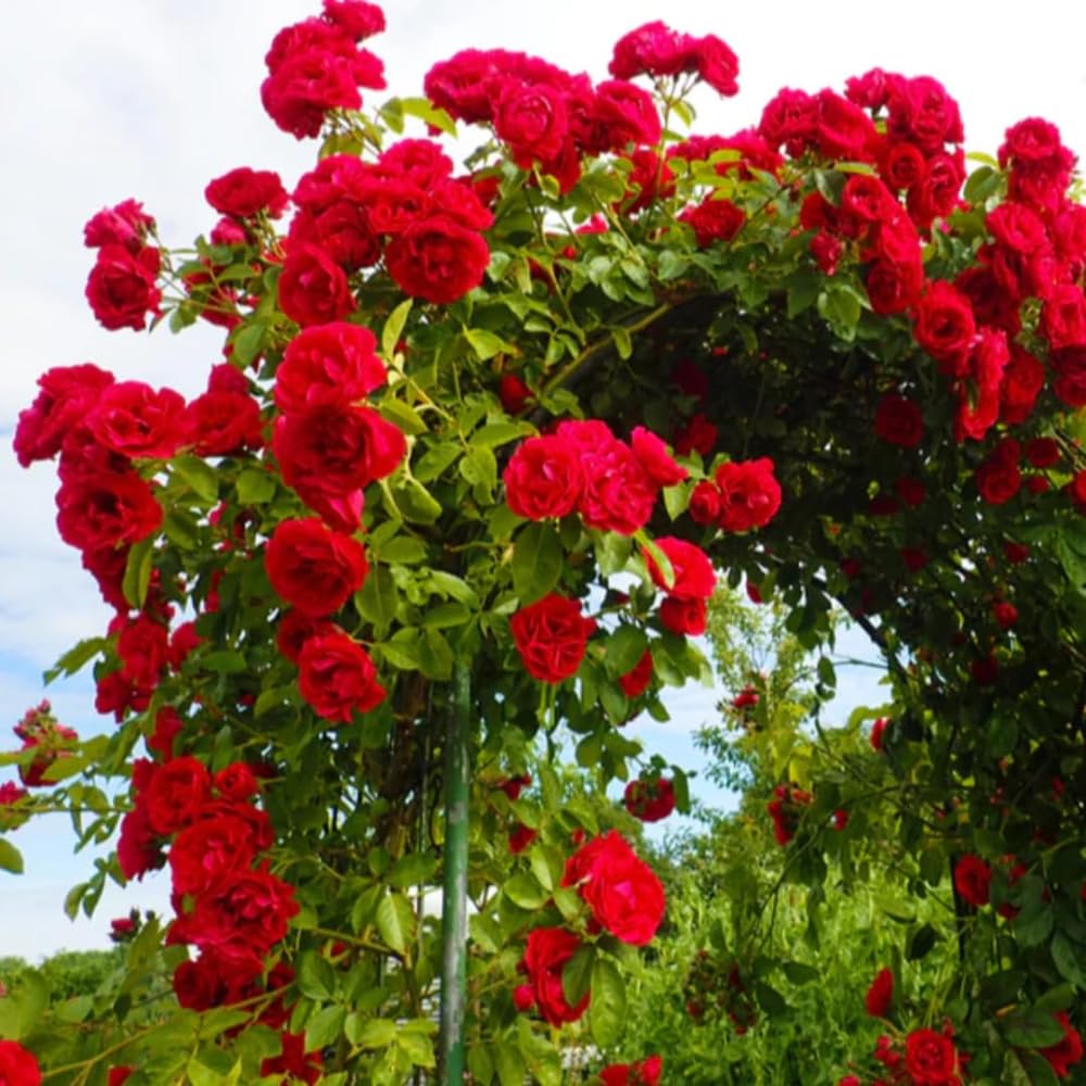Rose Plant Live in Pot for Planting, Fragrant Roses Flowers, Summer Blooming Ornamental Garden Shrub (Red Climbing Rose)