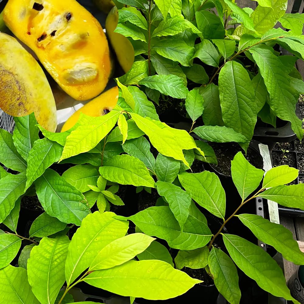 10 Months Old Pawpaw Tree Live Plant Seedling for Spring Planting, 6-12 Inches Tall, Quart Pot, Hardy Paw Paw Fruit Trees