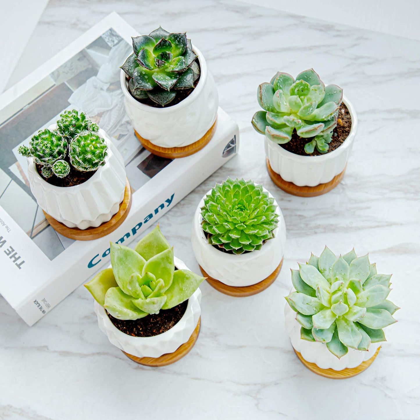 B SEPOR Set of 6 White Simple Porcelain Planters for Small Plant Pots Baby Succulent Cactus with Drainage and Saucer for Home Office Decoration Gift(White Stripes)