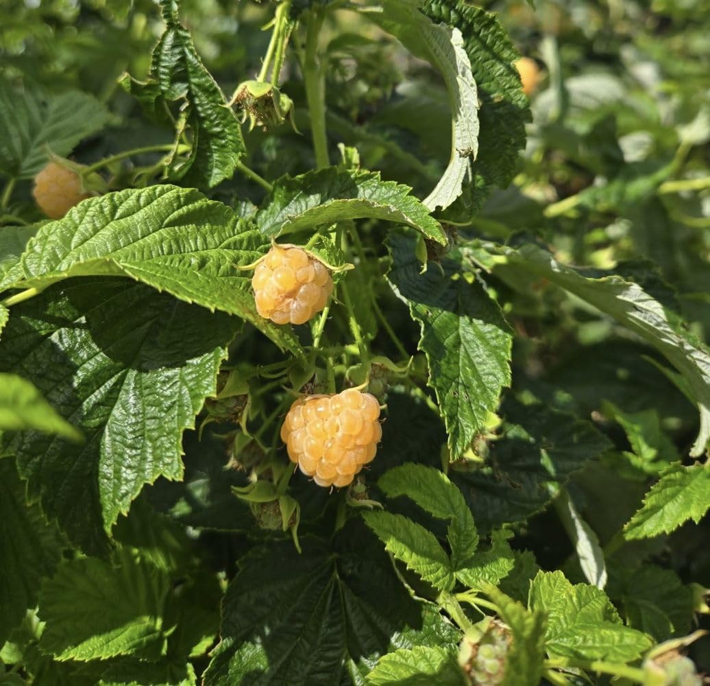 (1) - Fall Gold Everbearing Raspberry - Starter Plant (L4) (1 Live Plant)