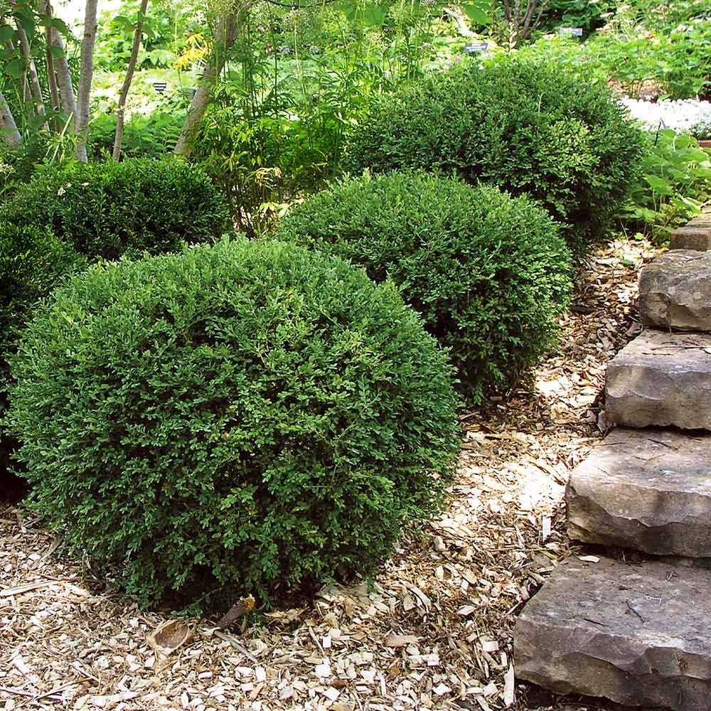 Wintergreen Boxwood | 2 Extra Large Trade 3 Gallon Plants | Dense, Evergreen Shrub, Ideal for Decorative Hedges, Topiary Art & Landscape Borders, Cold Hardy & Drought Tolerant