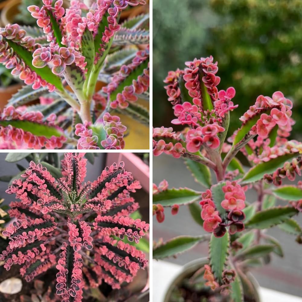 Live Kalanchoe Plant, Pink Butterfly Kalanchoe Plant in 2'' Pot, Mother of Thousands Succulents