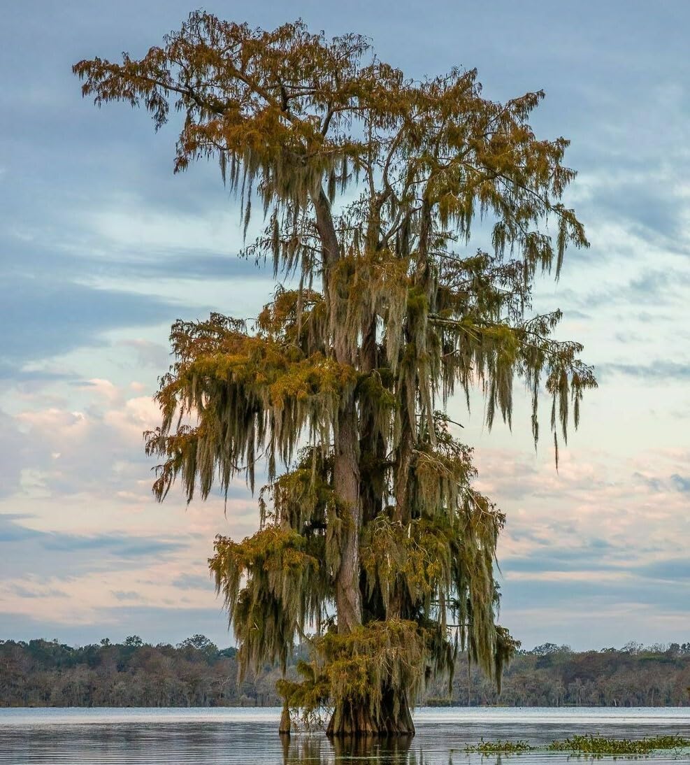 Live Plant - Bald Cypress Tree - Live Plant - 18-24" Tall - Quart Pot - (Taxodium distichum)