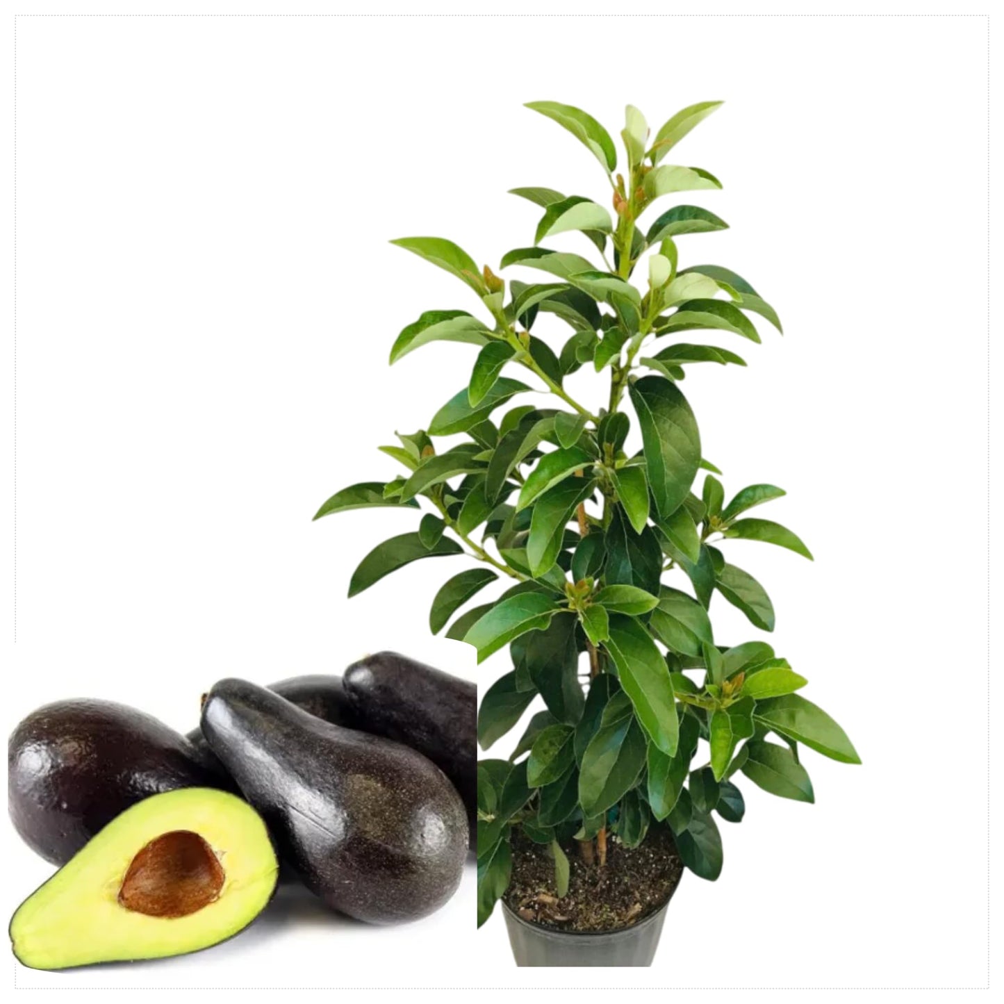 Grafted Avocado Tree Cold Hardy Avocados Plant for Planting, 1 to 2 Feet Tall in 3 Gallon Pot- No Ship CA
