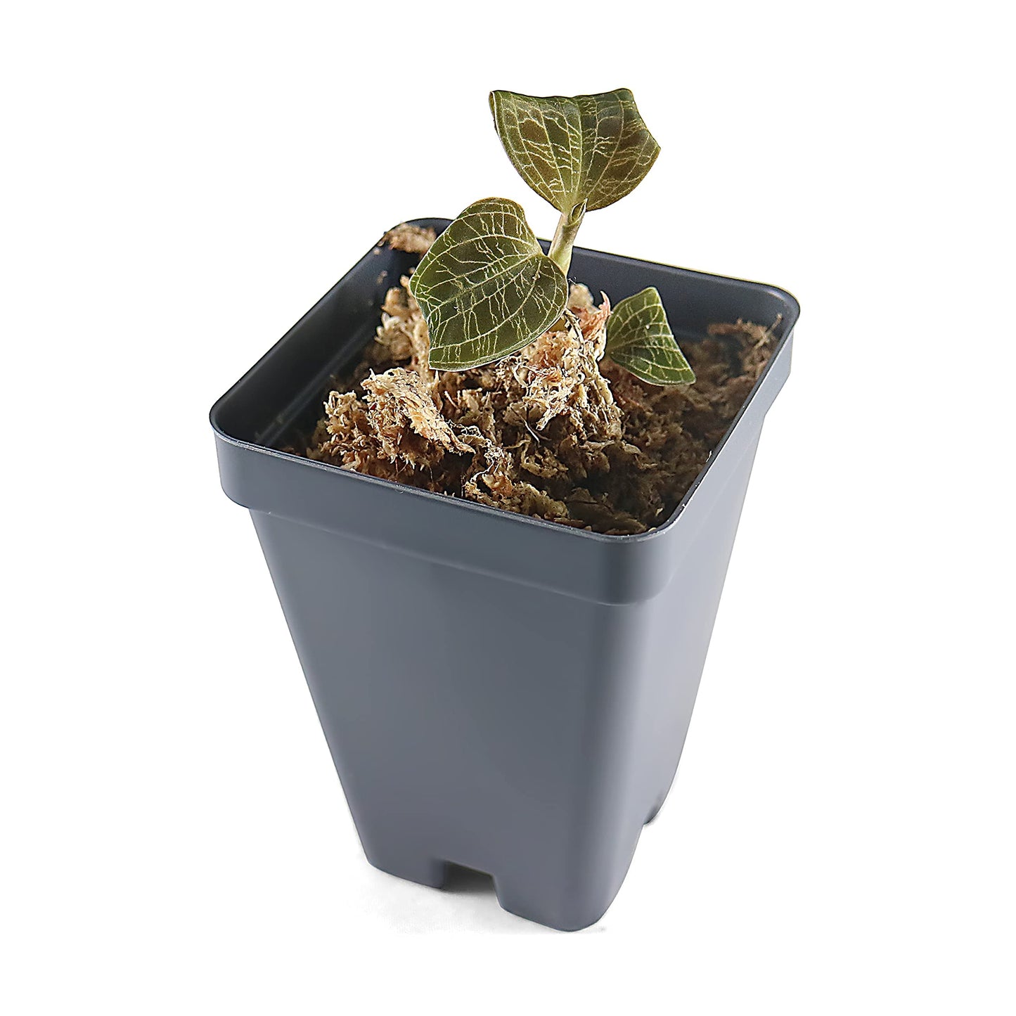 Macodes Petola (Jewel Orchid), Dense Lighting Bolt Patten (Gold Veins), Potted