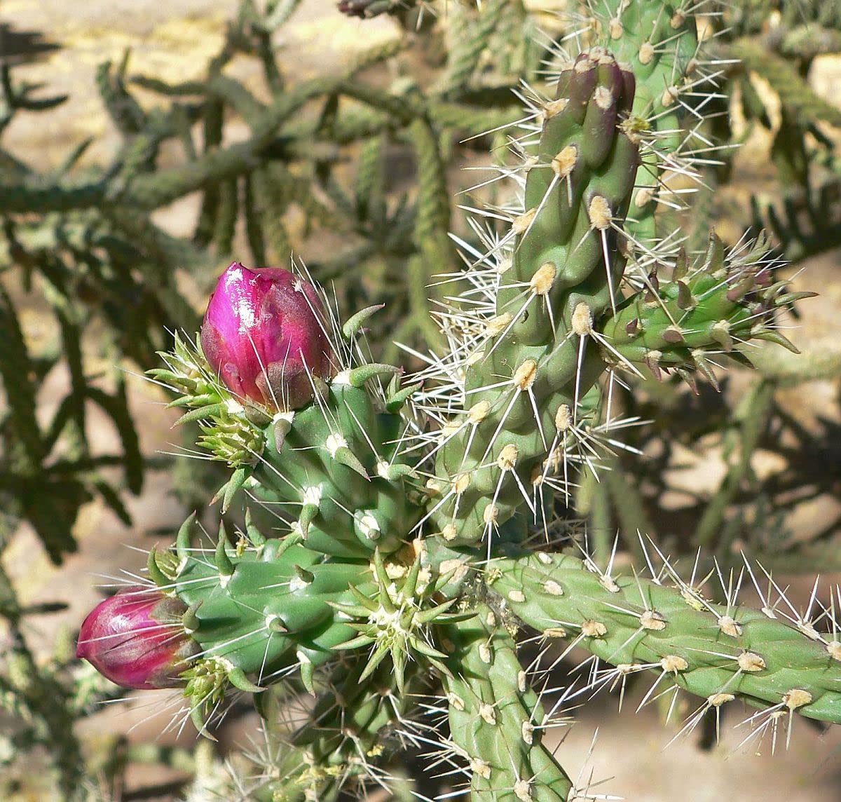 Unrooted Cuttings of Coral Cactus, Boxing Glove Cactus, Cylindropuntia fulgida VAR. mamillata , Cutting About 4" ~ 5" Long Each (2)