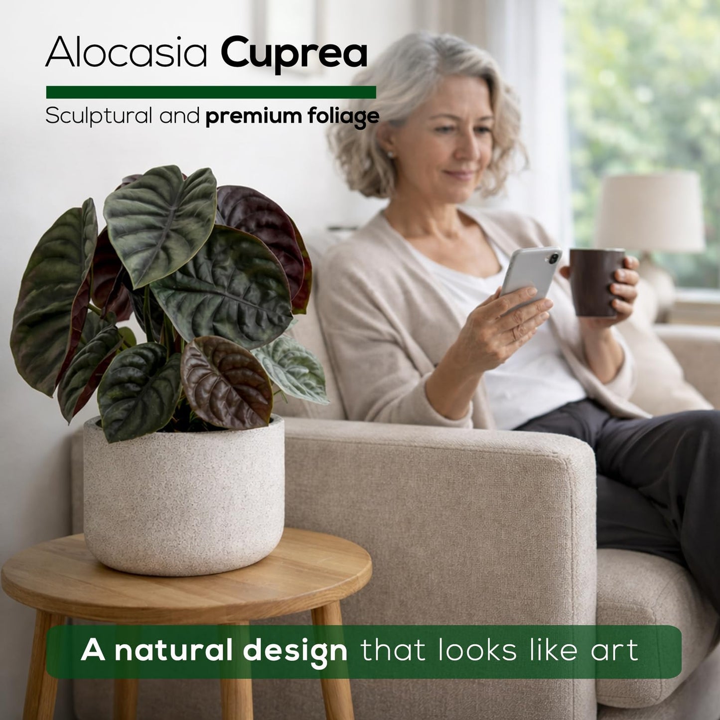 Alocasia Cuprea (4 Pack) Live Plant, Rare Indoor Alocasia, Metallic Leaf Elephant Ear, Tropical Houseplant Live, Starter Size Alocasia Plant, Exotic Foliage Houseplant for Home Decor Indoor Growing