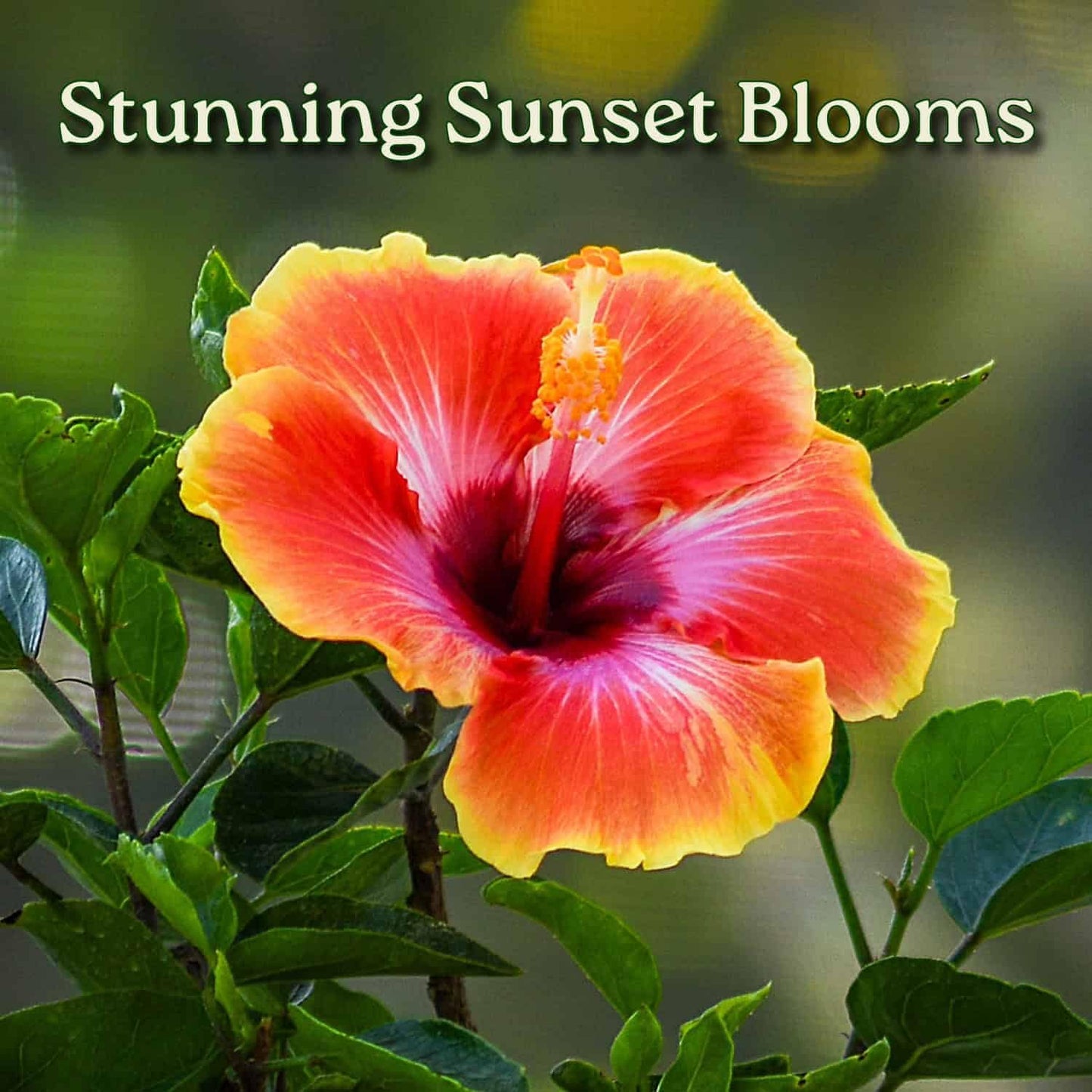 Fiesta Hibiscus Bush - Live Hibiscus Flowering Plant - Tropical Flower Plant - 1 Gallon Planter - Overall Height 10" to 14" - Tropical Plants of Florida