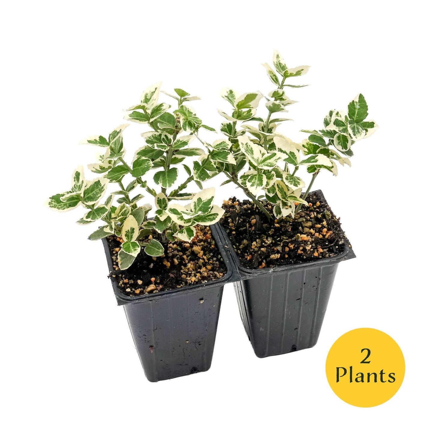 2 Emerald Gaiety Euonymus in 3.5” Nursery Cubes (Euonymus fortunei ‘Emerald Gaiety’) | Dense, Low-Growing Evergreen Shrub with Variegated Green and Cream Foliage | Live Starter Plants