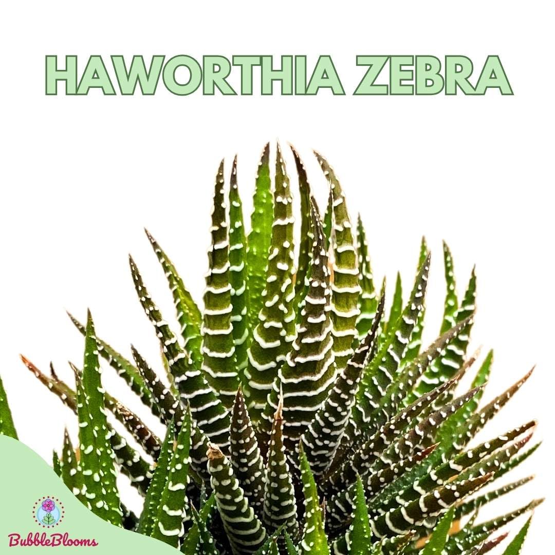 BubbleBlooms Zebra Haworthia, 4 inch Pot Haworthiopsis attenuata