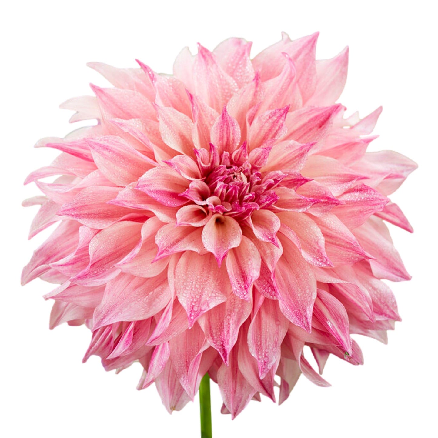Easy to Grow Dahlia Cafe au Lait Royal 3 Clumps of Tubers, Large Pink Flowers Blooms in Summer to Fall Sun, Plant in Spring