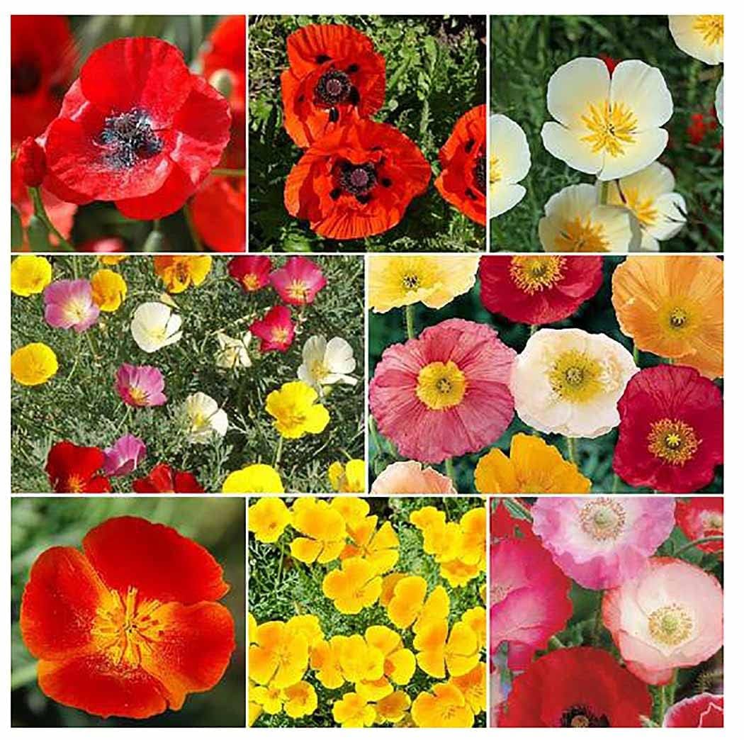 4000 Dwarf Golden West California Poppy Seeds - State Flower, Yellow Poppy, Re-Seeds, Later Blooming Than Golden Poppy