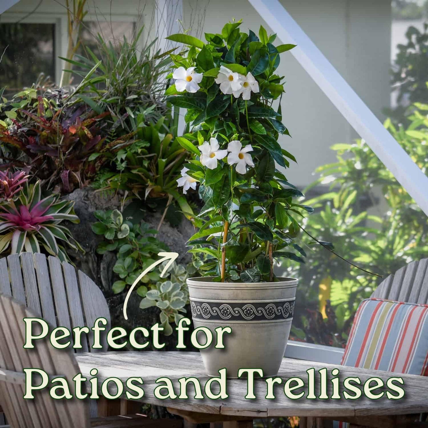 Live Mandevilla Vine Plant - Trellis - White Giant - Tropical Plants of Florida - Overall Height 36" (Plant Only)