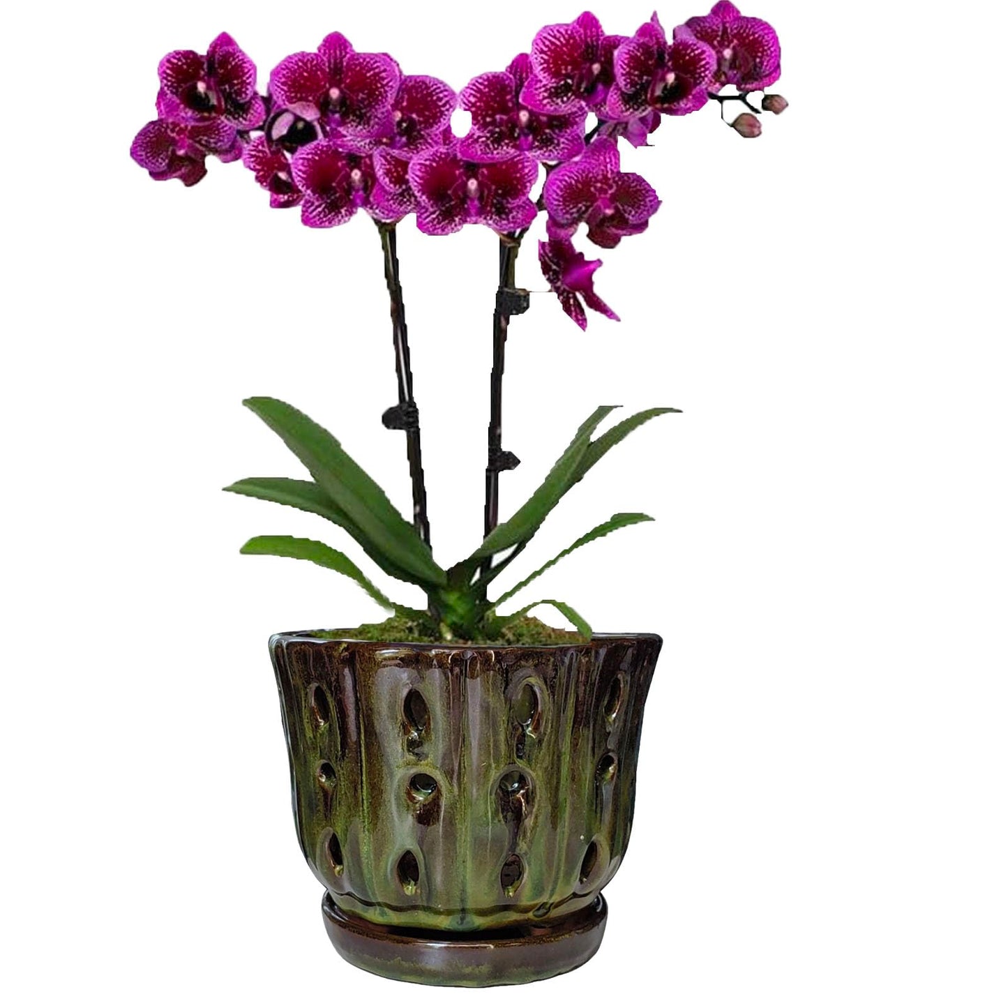 Grdthzey Ceramic Orchid Pots with Attached Saucer and Drainage Hole 6'' Orchid Planter (mossgreen)